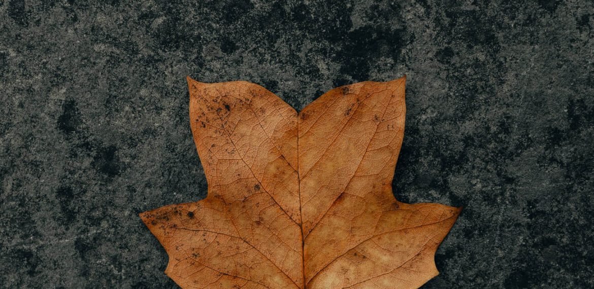 clay-banks-qcse15im24I-unsplash clay-banks-qcse15im24I-unsplash